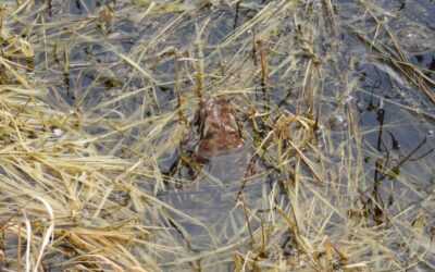 [보도자료] 시민이 직접 산 섬진강 두꺼비의 집, 드디어 ‘새 생명’ 깨어났다